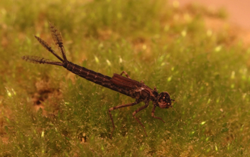 Ischnura posita, nymph